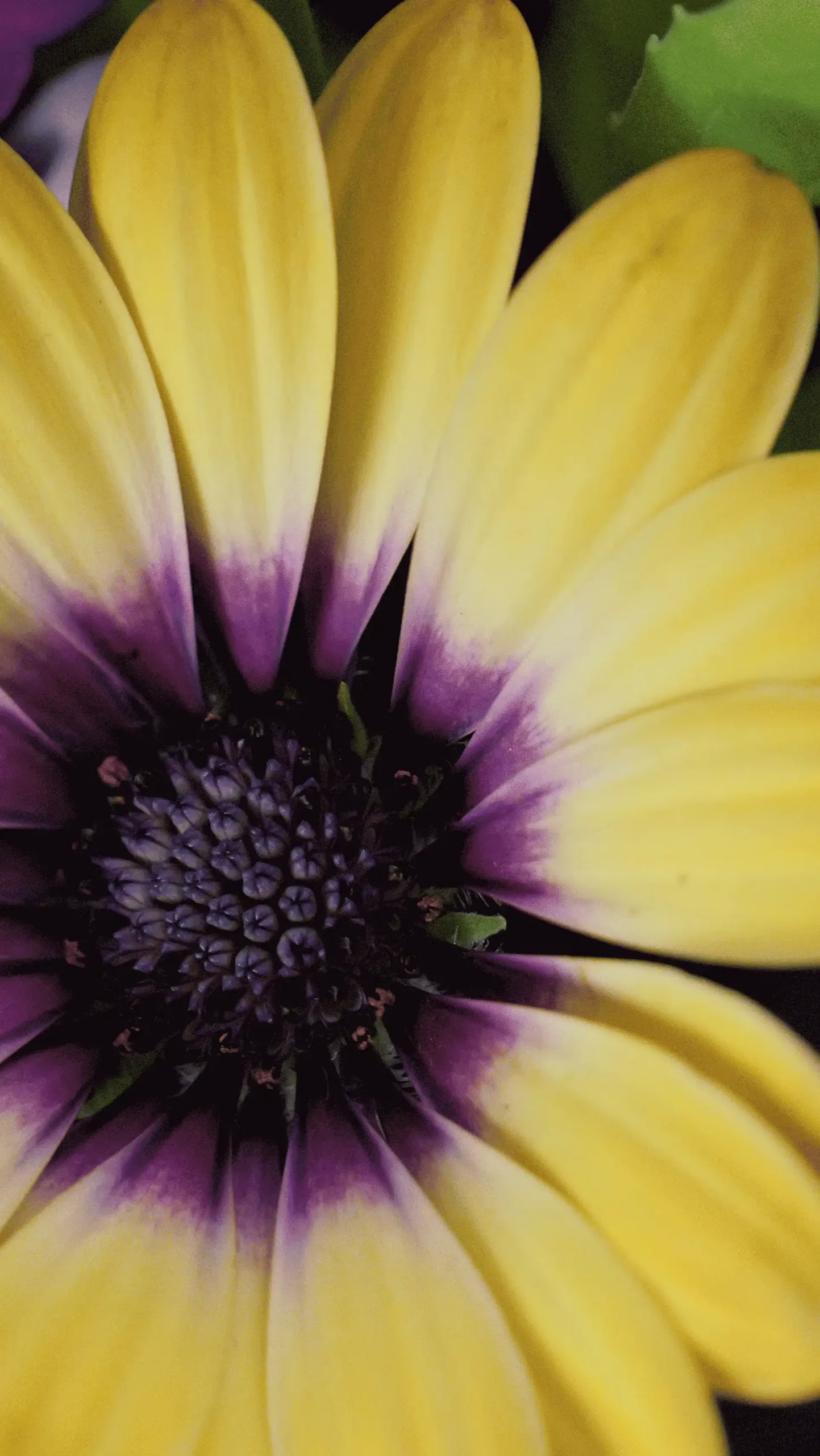 A close-up of a yellow flower with purple centers